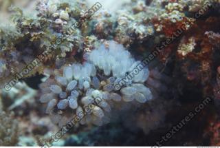 Corals 0016